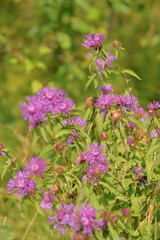 Fototapeta premium Wild flowers closeup.