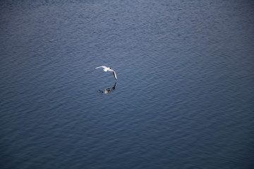 seagull flying over sea