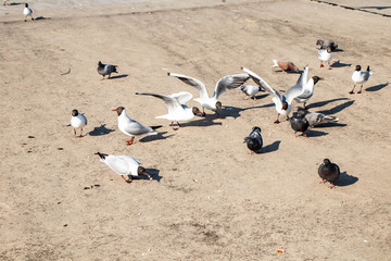 pigeons on the beach