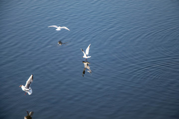 two seagulls in flight