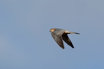 Merlin (Falco columbarius), Greece