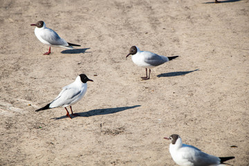 two seagulls on the beach