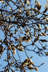 A large, beautiful branch of blooming white magnolia. against the blue sky