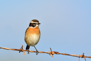 Whinchat - Saxicola rubetra, Crete, Greece
