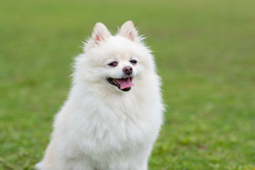 Pomeranian dog in park