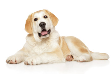 Young Alabay dog on white background
