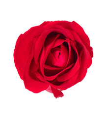 Red rose white background