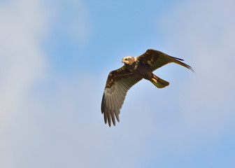 Marsh Harrier (Circus aeroginosus), Crete