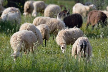 Herd of sheep grazing, Crete