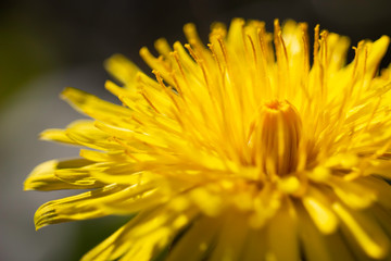 Closeup of yellow Dandelion flower