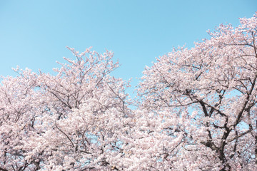 Sakura (cherry blossom) against blue sky.