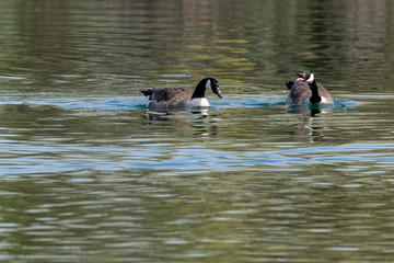 Pair of canada geese ( branta canadensis) swimming on a lake in early spring with vegetation reflections