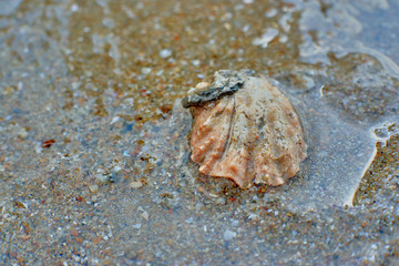 sea shell on the beach