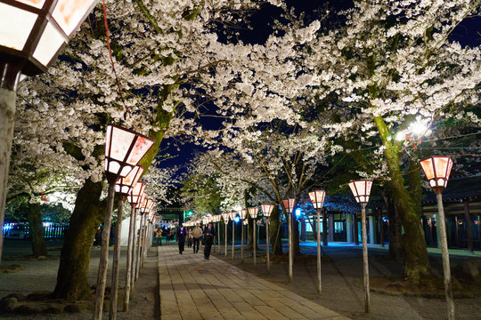 三嶋大社 夜桜 Mishima Taisha Night cherry blossom