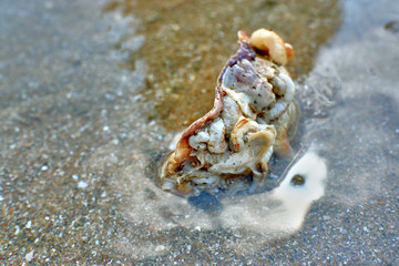 crab on the beach
