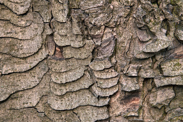 embossed tree bark covered with moss and lichen