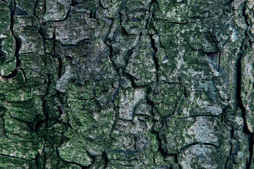 embossed tree bark covered with moss and lichen