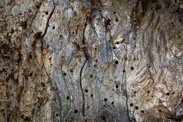 embossed tree bark covered with moss and lichen