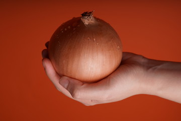 Person demonstrating raw bulb of onion. Crop hand holding whole big yellow head of onion with water droplets on red background