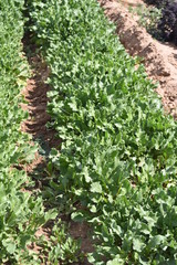Arizona red and yellow beets