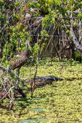 A Limpkin and a young Alligator are hard to see in this marshy vegetation