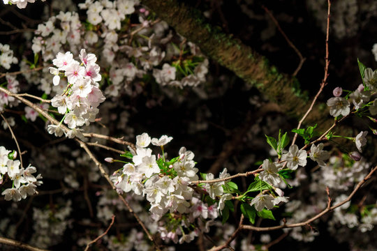 三嶋大社 夜桜 Mishima Taisha Night cherry blossom