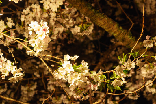 三嶋大社 夜桜 Mishima Taisha Night cherry blossom