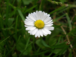 Fototapeta premium flower