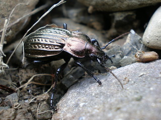 beetle