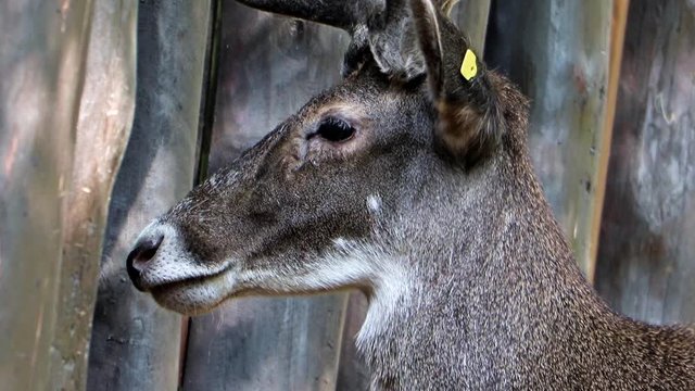 Thorold's deer (cervus albirostris) at deer-park.
