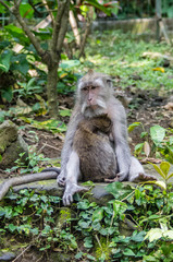 Naklejka na ściany i meble Wild female monkey sits with child in forest