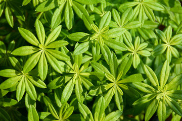 Waldmeister, Galium Odoratum