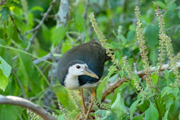 Black-crowned Night Heron (Nycticorax nycticorax), Yala National Park, Sri Lanka
