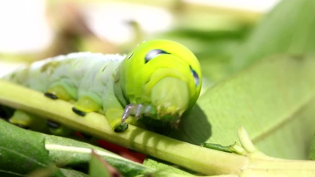 Oleander Hawk Moth Caterpillar (Daphnis nerii, Sphingidae), eat leaves of a plant.