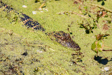 A striped young Alligator stealthily glides through soupy vegetation in wetlands