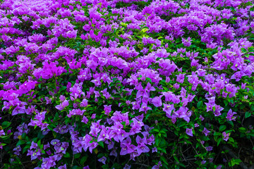 Beautiful purple bougainvillea blooming patterns in the garden