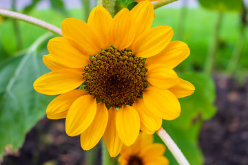 Perfect sunflower shots in garden single flower