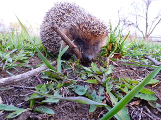 Hedgehog in the grass