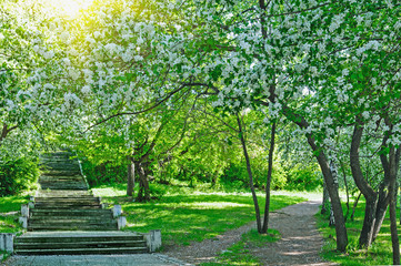 blooming apple and fruit trees in spring park