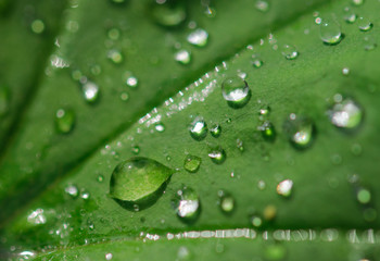 dew drips on a grass macro