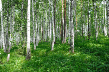 green birch forest summer season
