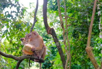 two monkeys are eating the coconut on the tree