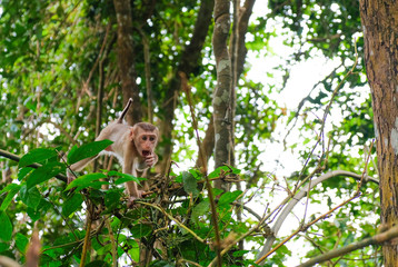 baby monkey on a branch