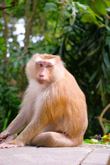 Monkey looking at the camera
