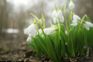 Buds of snowdrops (Galanthus) in blossom. Fresh white flowers in a spring garden
