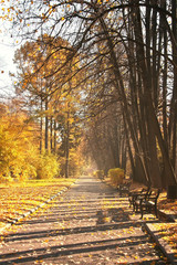 Yellow fallen leaves on the pathway in the morning autumn park. Beautiful autumn landscape