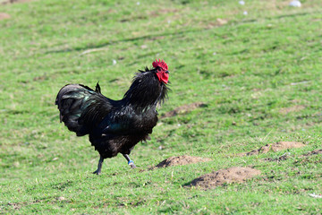 Australorp H&uuml;hner auf einem Bauernhof