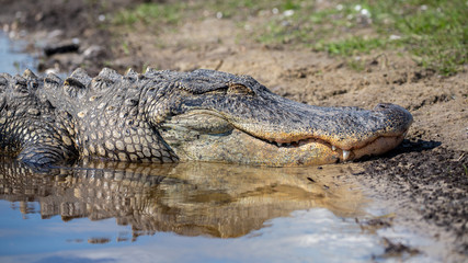 Alligator close-up, Everglades National Park, Florida