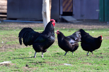 Australorp Hühner auf einem Bauernhof