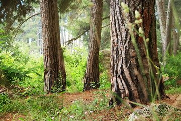 Pine forest. Relict trees (Pinus Pityusa, Pinus Brutia, Turkish pine). Gagra, Abkhazia.